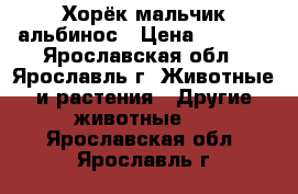 Хорёк мальчик альбинос › Цена ­ 3 000 - Ярославская обл., Ярославль г. Животные и растения » Другие животные   . Ярославская обл.,Ярославль г.